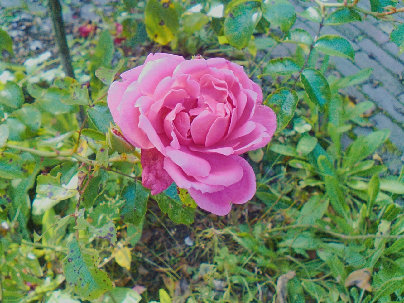 Example picture taken on the PinePhone’s rear camera by Martijn Braam using his app Megapixels.